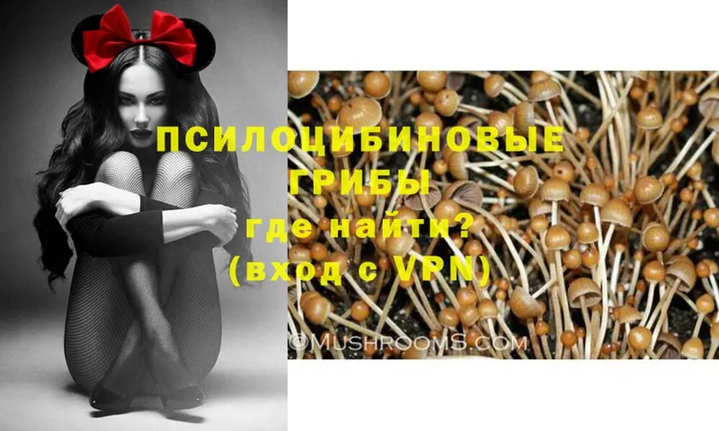 Псилоцибиновые грибы Psilocybe  Костерёво 